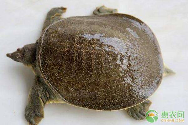 稻田養(yǎng)殖甲魚的方法和注意事項(xiàng)